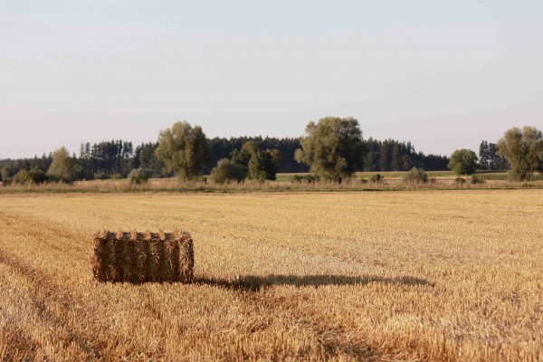 Warmes Licht und lange Schatten - hier fotografiert am späten Nachmittag