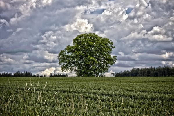 Ein Nussbaum mit übertriebenen HDR Effekt