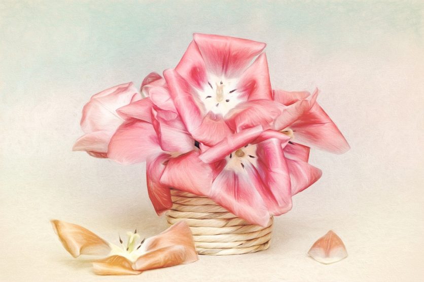 Tulpen Kunstdruck